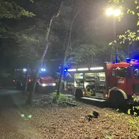 Wald.jpg